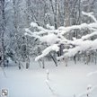 Verschneiter Wald / Snowy forest